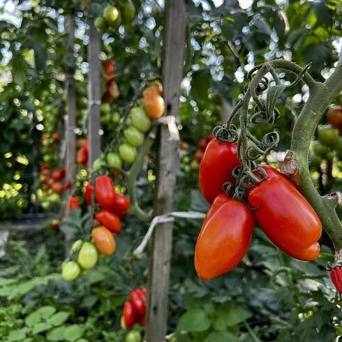Sklizeň — Blog o Přírodních zahradách: Tipy a návody pro ekologické pěstování bez chemie | Přírodní zahrady