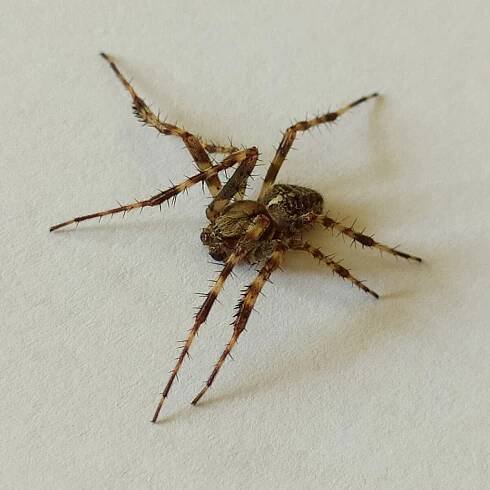 Soubor:Araneus diadematus, male (2).jpg