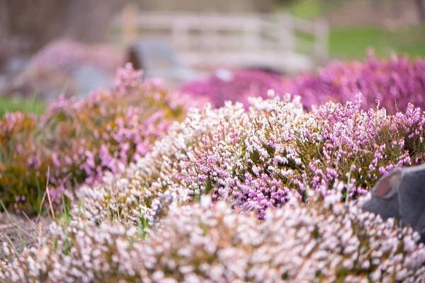 U of I Arboretum and Botanical Garden
