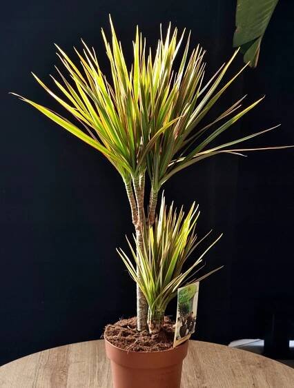 Dracaena Marginata Bicolor Dracaena 80 cm ⌀17 30-15 pokojová rostlina