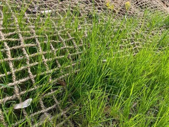 JUTA Jutenon ECC 700 kokosová protierozní síť 700 g/m2 25 x 2 m