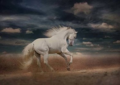 bílý kůň