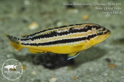 Melanochromis-auratus-Chidunga-Rocks-(2)