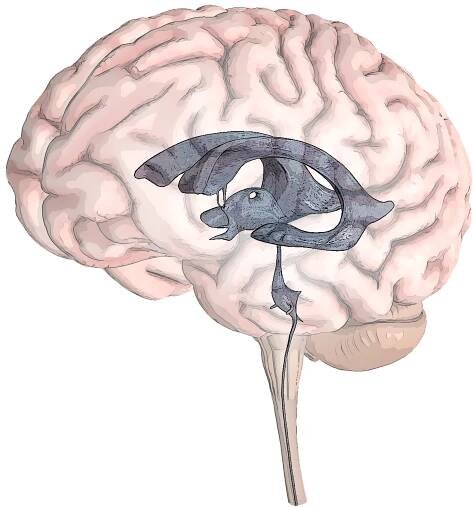 Upper Cervical Graphics Files 