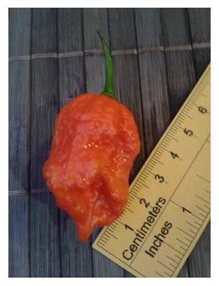 Carolina Reaper 17-CC2-5-3 (sušené chilli)