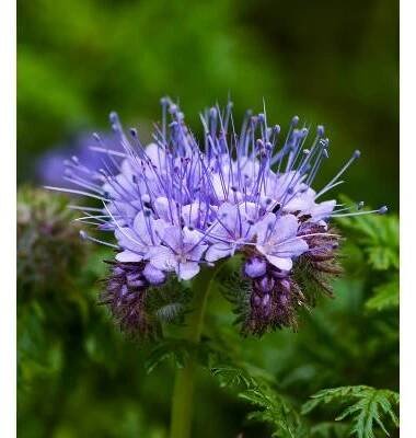 Svazenka vratičolistá - Phacelia tanacetifolia - prodej semen - 50 ks