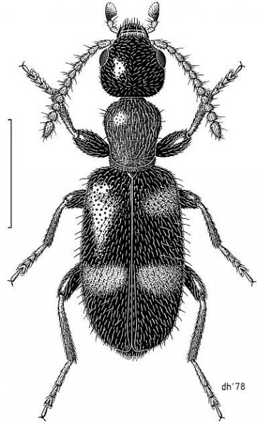 Anthicidae