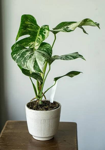 Monstera Deliciosa Albo variegata - Panašovaná Monstera