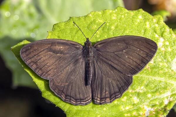 Hermeuptychia hermes