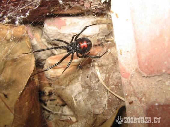 Latrodectus, spec hati hati, heteroscodra maculata
