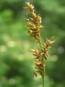 Soubor:Carex elongata3.JPG