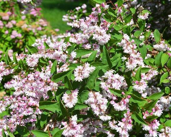 pink flowers on a Deutzia scabra &lsquo;Codsall Pink' shrub