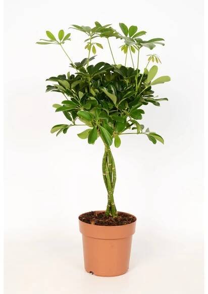 GROW by OBI Šeflera dlanitolistá (Schefflera arboricola) výška 70-80 cm pr. 21cm nakoupit u OBI