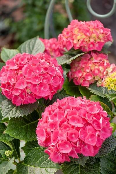 Hortenzie velkolistá 'Curly®Sparke Hot pink' - Zahradní centrum 