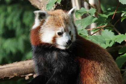 Obrázek - Ailurus fulgens (panda červená) | BioLib.cz