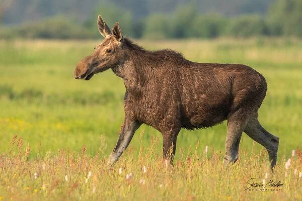 Oblíbené fotografie | Štěpán Mikulka | Wildlife fotograf