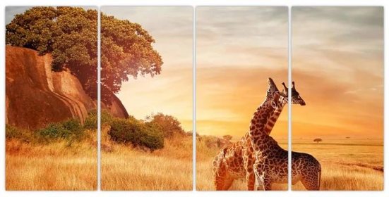 Obraz - Žirafy v Africe