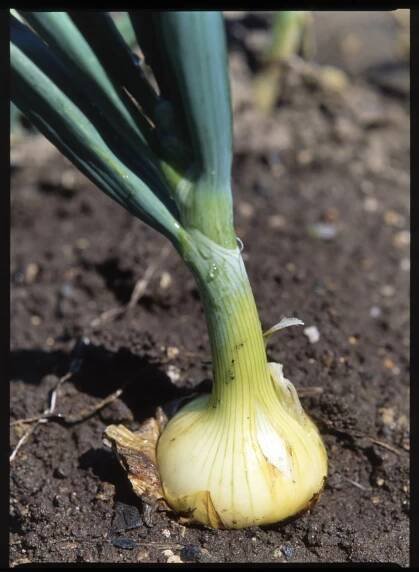 Cibule kuchyňská/Allium cepa