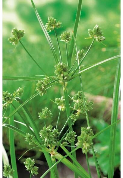 OBI Šachor striedavolistý priemer kvetináča cca 9 cm Cyperus alternifolius