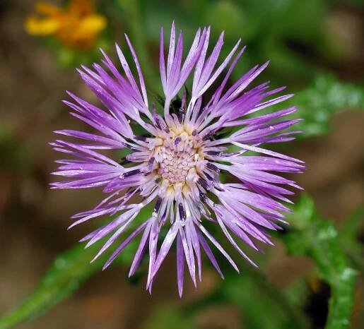 Galactites tomentosus