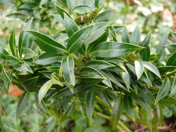 Ilex - Aquifolium