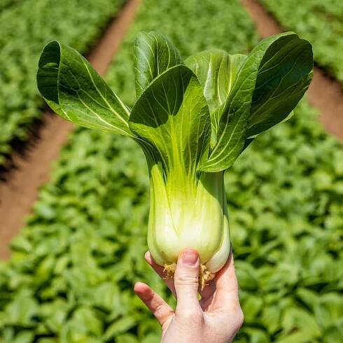 Bok Choy