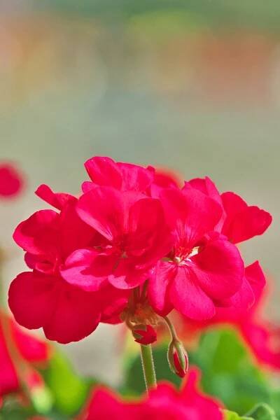 red pelargonium flowers