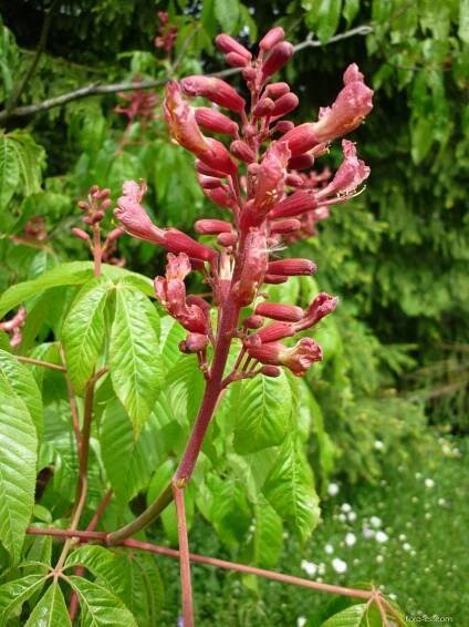 Jírovec pávie (Aesculus pavia), květy, květenství