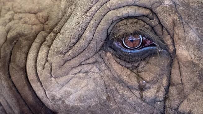 Každé sloní šlápnutí vytváří jedinečný ekosystém, popsali biologové