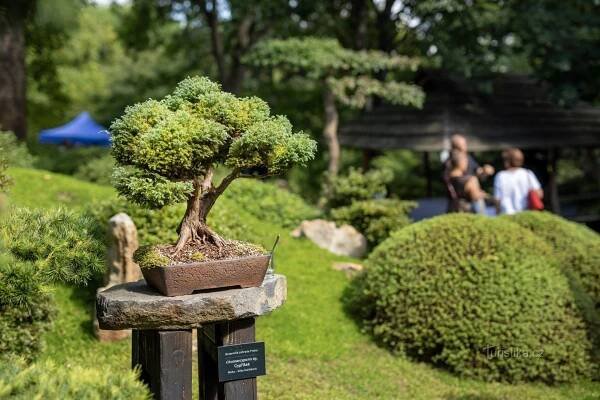 Botanická zahrada Praha zve na Festival bonsají