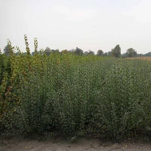 H. von Hellms Export Baumschule- Hedge Plants 