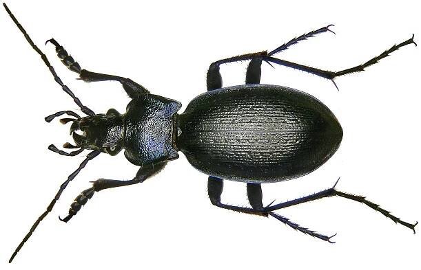 Carabus problematicus