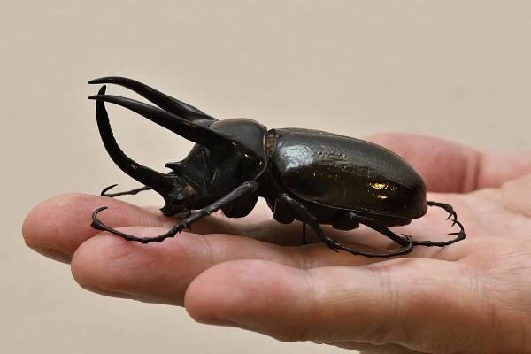 ÚSTÍ NAD LABEM: Nosorožík atlas (Chalcosoma atlas) – exponát měsíce května