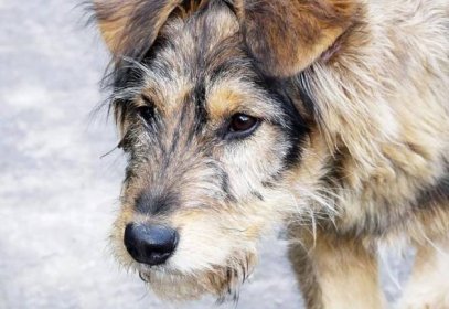 Přezdívky pro psy (41 fotografií): krásná jména psů. Jak můžete jmenovat štěně? Světlé a vzácné přezdívky pro muže, chladné