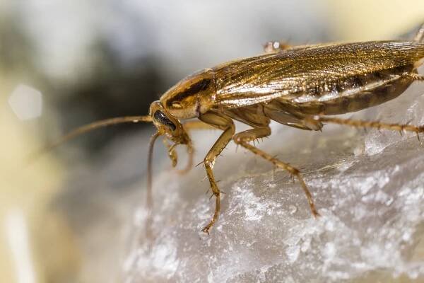 Blattella Germanica, Německý Šváb