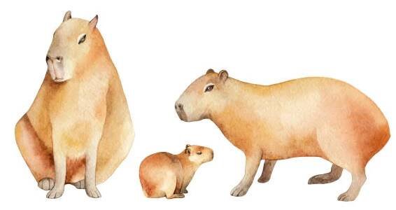capybaras akvarel rodinná sada, ručně kreslená ilustrace divoké zvěře izolovaná na bílém pozadí. - kapybara stock ilustrace