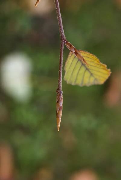 Buk lesní Atropurpurea (Fagus sylvatica)