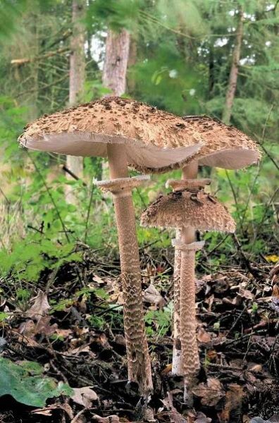 Zajímavosti ze světa hub: bedly, lysohlávky, muchomůrky a další