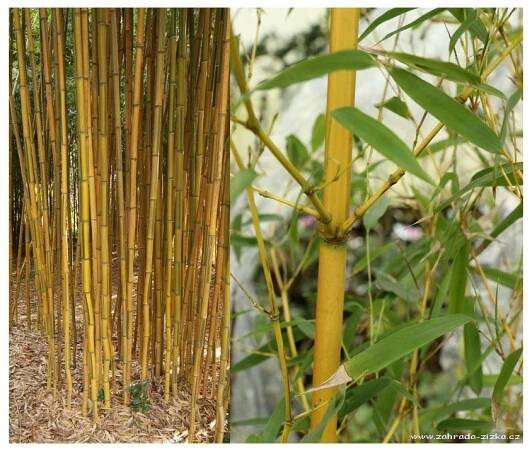 Phyllostachys aureosulcata 'Aureocaulis' - bambus