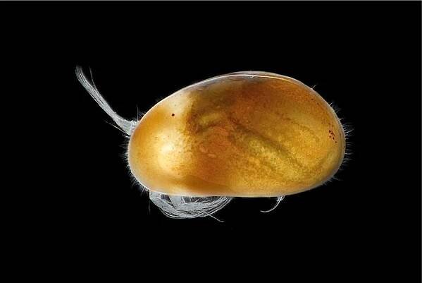 Heterocypris incongruens , female, left side view, length 1.8 mm. This is one of the few truly cosmopolitan species of freshwater ostracods, found in most places of the world.