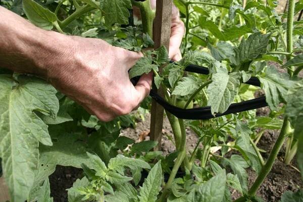 Staking Tomato Plants - Find The Best Way To Stake Tomatoes