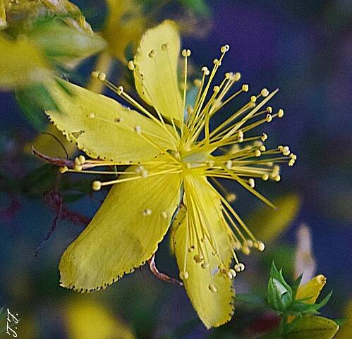 Zauberhafte Blumen Bilder