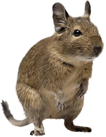 Osmák degu - Octodon degus