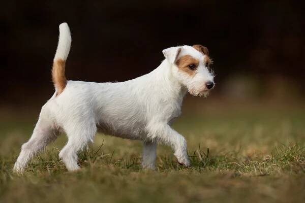 Jack Russell Terrier outdoors on grass field on a sunny spring day.