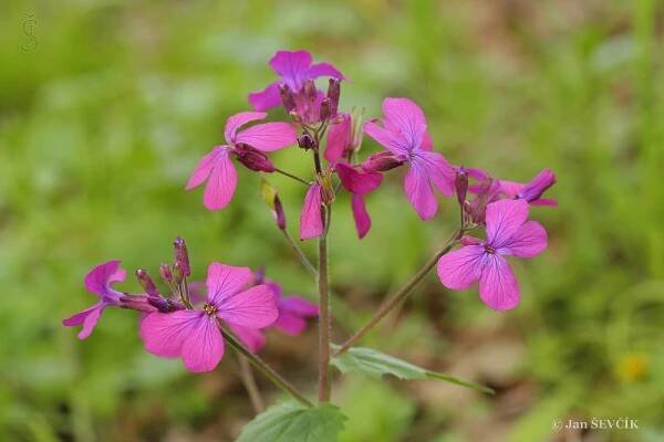 Měsíčnice roční (Lunaria annua)