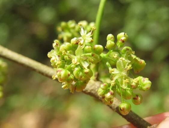 Květenství břestovce timorského (Celtis timorensis)