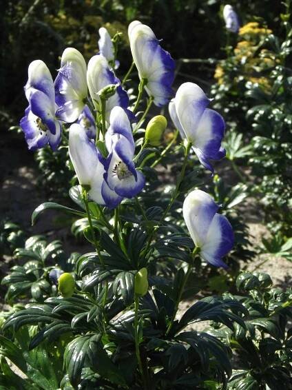 Aconitum Bicolor - case