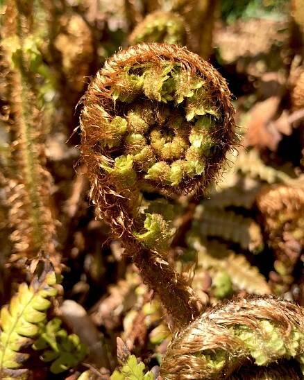 Gallery – pteridophytes.lu