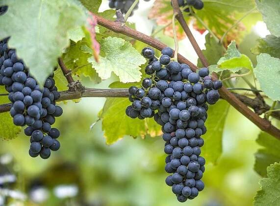 Na Mikulovsku zvítězil Syrah! Morava se ohřívá a Národní soutěž vín zažívá nejedno překvapení - Víno a styl