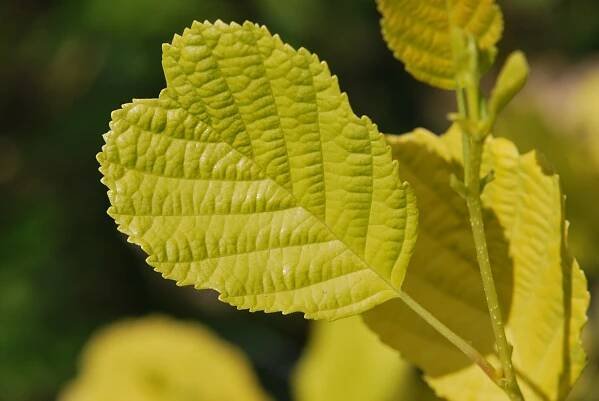 Olše šedá Aurea (Alnus incana), listy